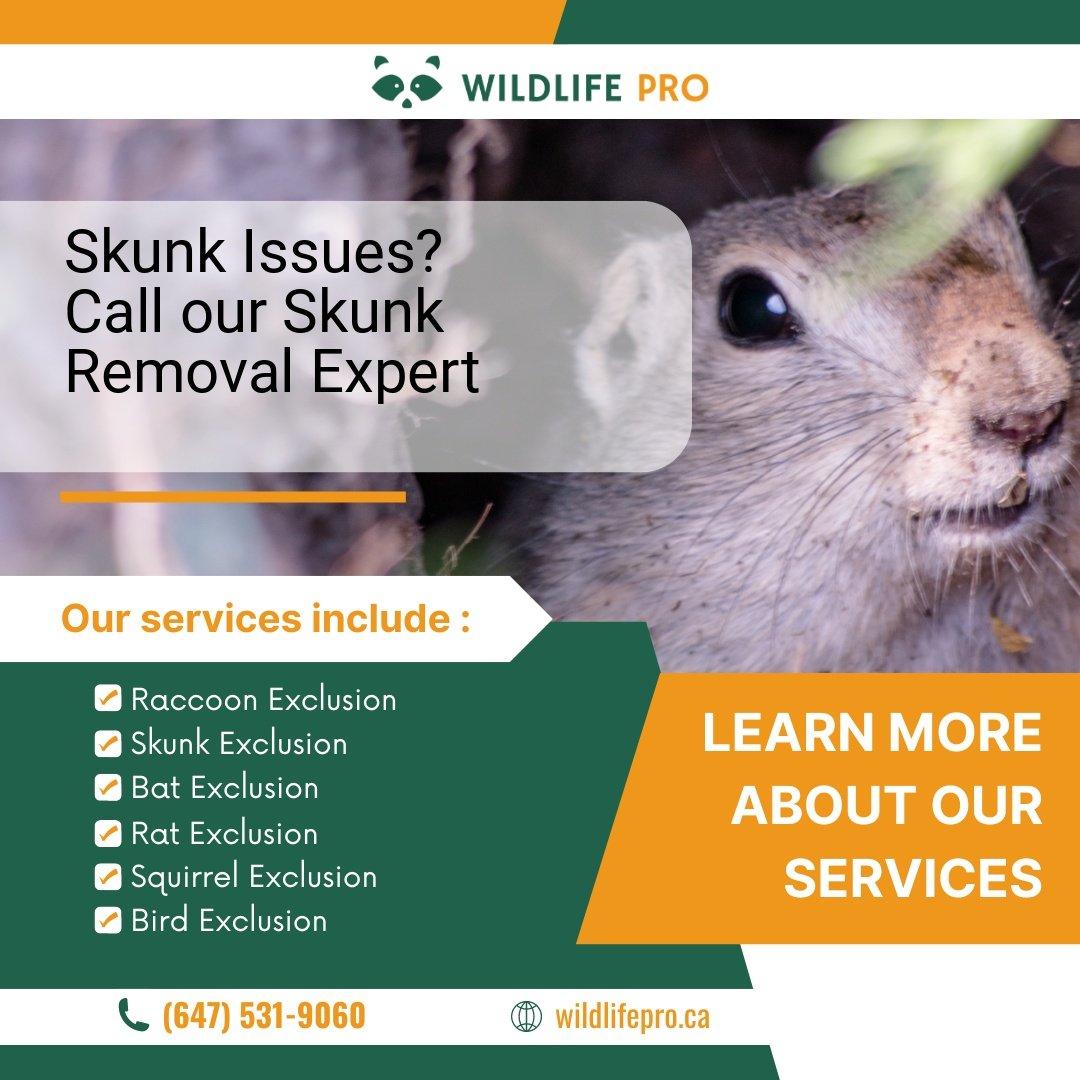 Wild Life Removal Services
