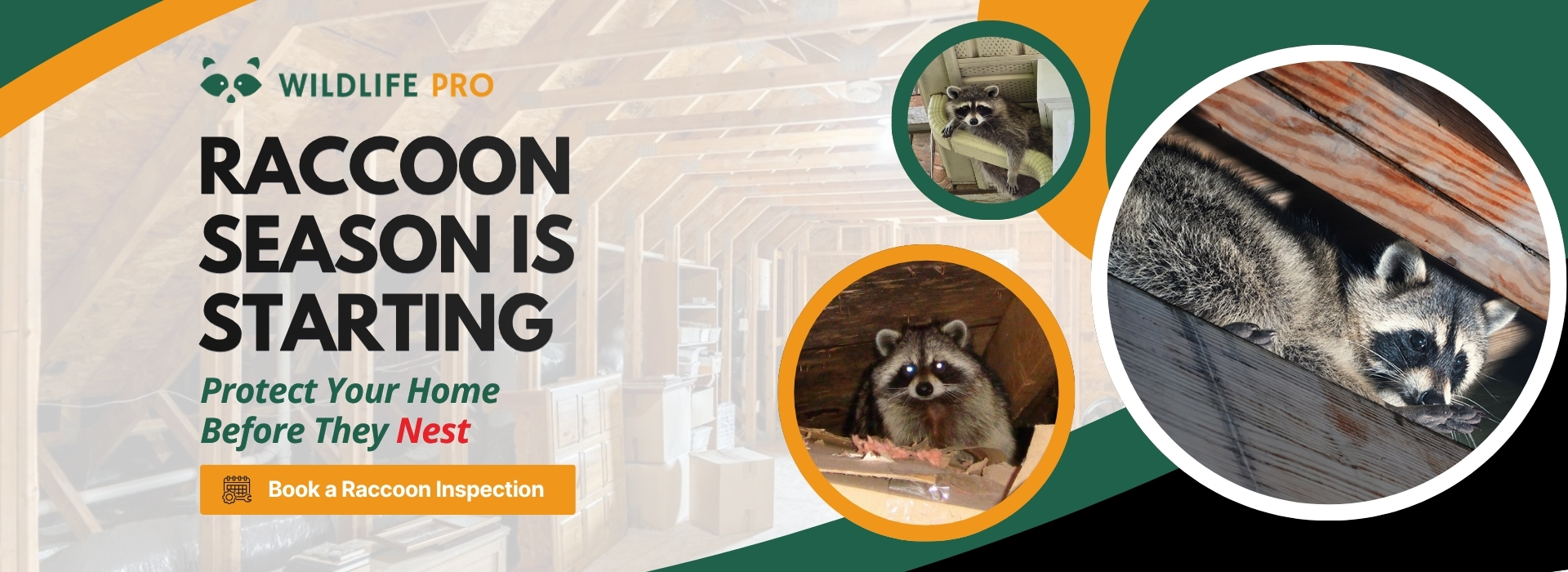 Wildlife Pro banner showing raccoons in attic and roof areas with a raccoon inspection call to action.