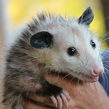 Opossum Removal Services Toronto