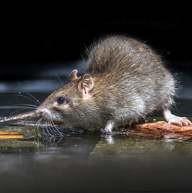 Rat Removal & Control Services
