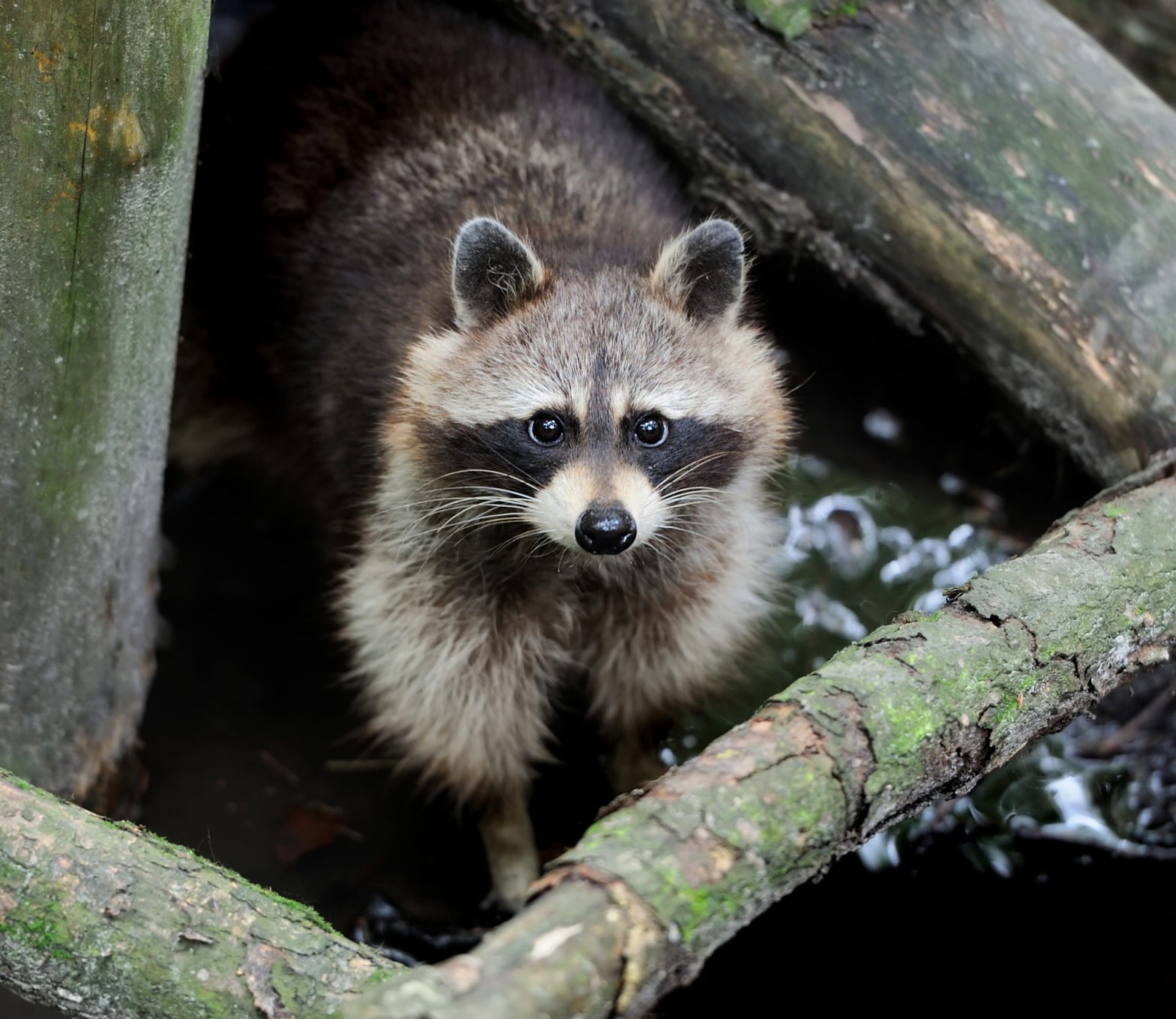Wildlife Removal Services