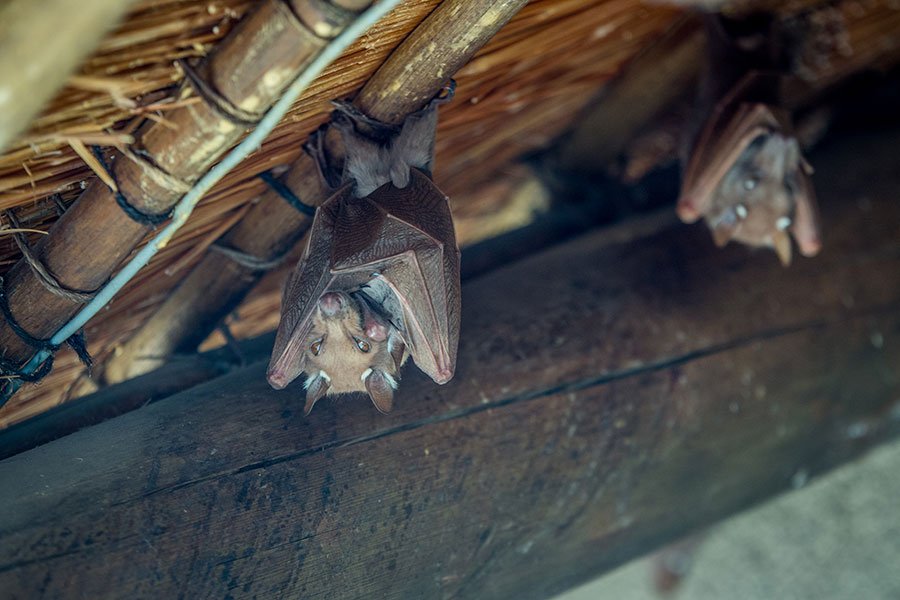 Bat removal service, bat exclusion, Get rid of bats in attic