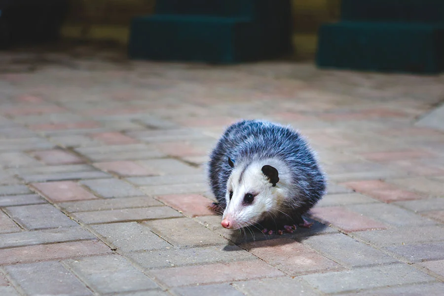 opossum-removal-services