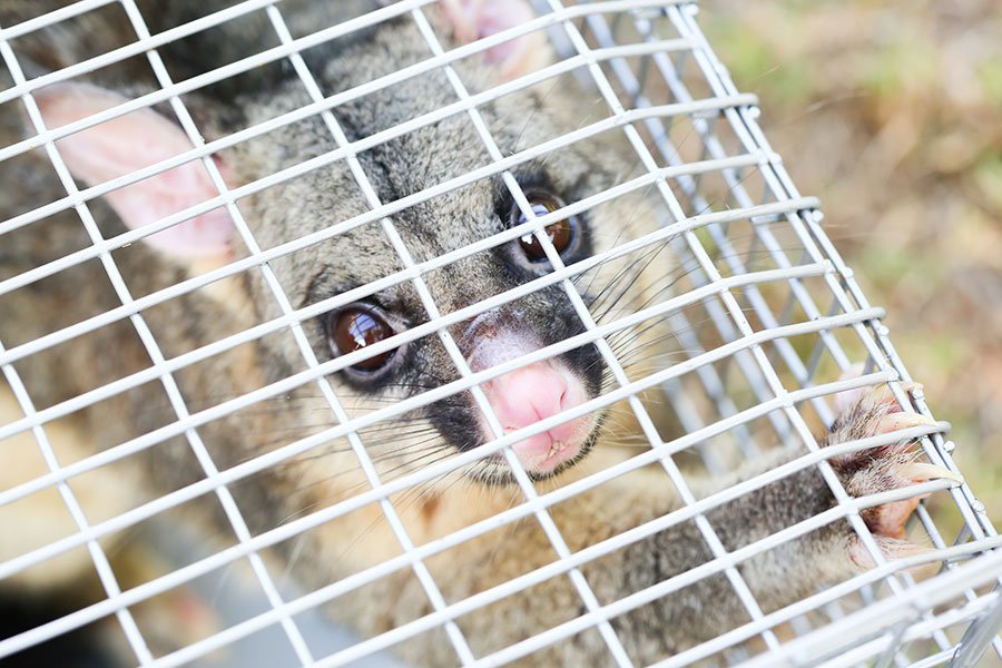 possum-caught-in-a-trap