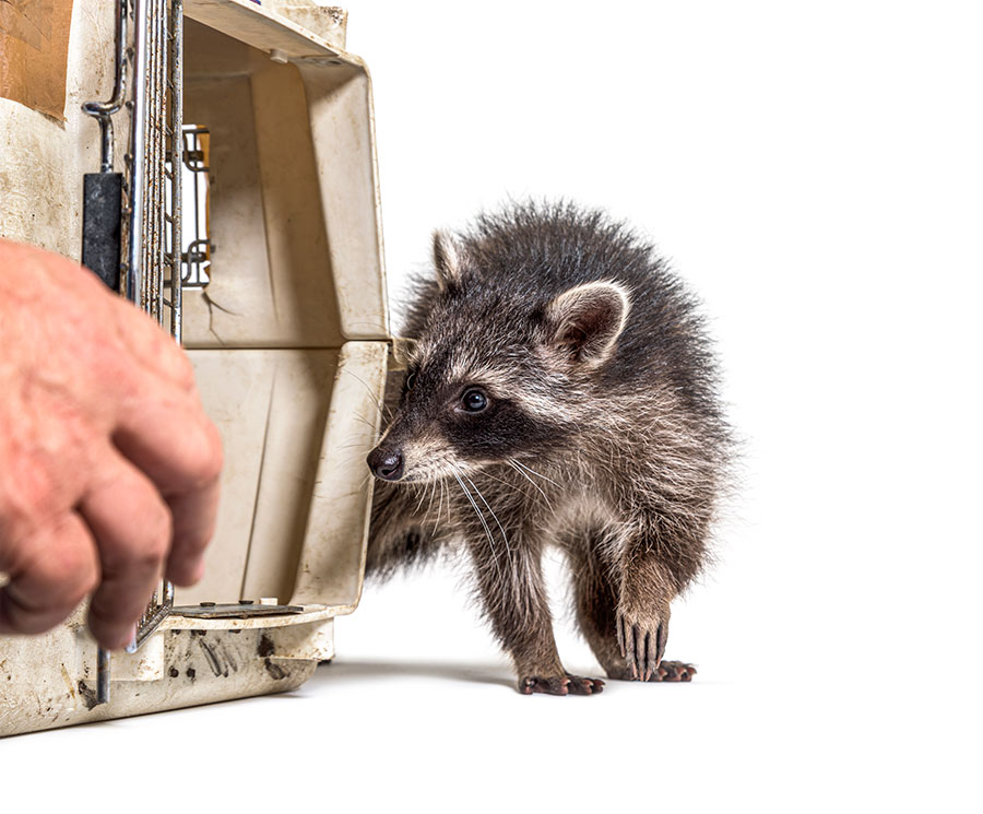 Racoon trapping services