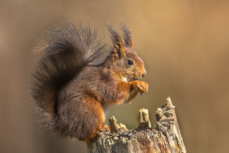 red-squirrel-removal-services