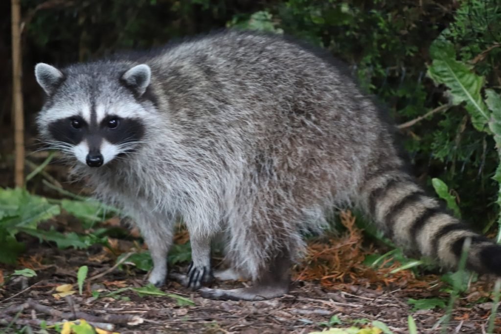 Raccoon Removal Services by Wildlife Pro