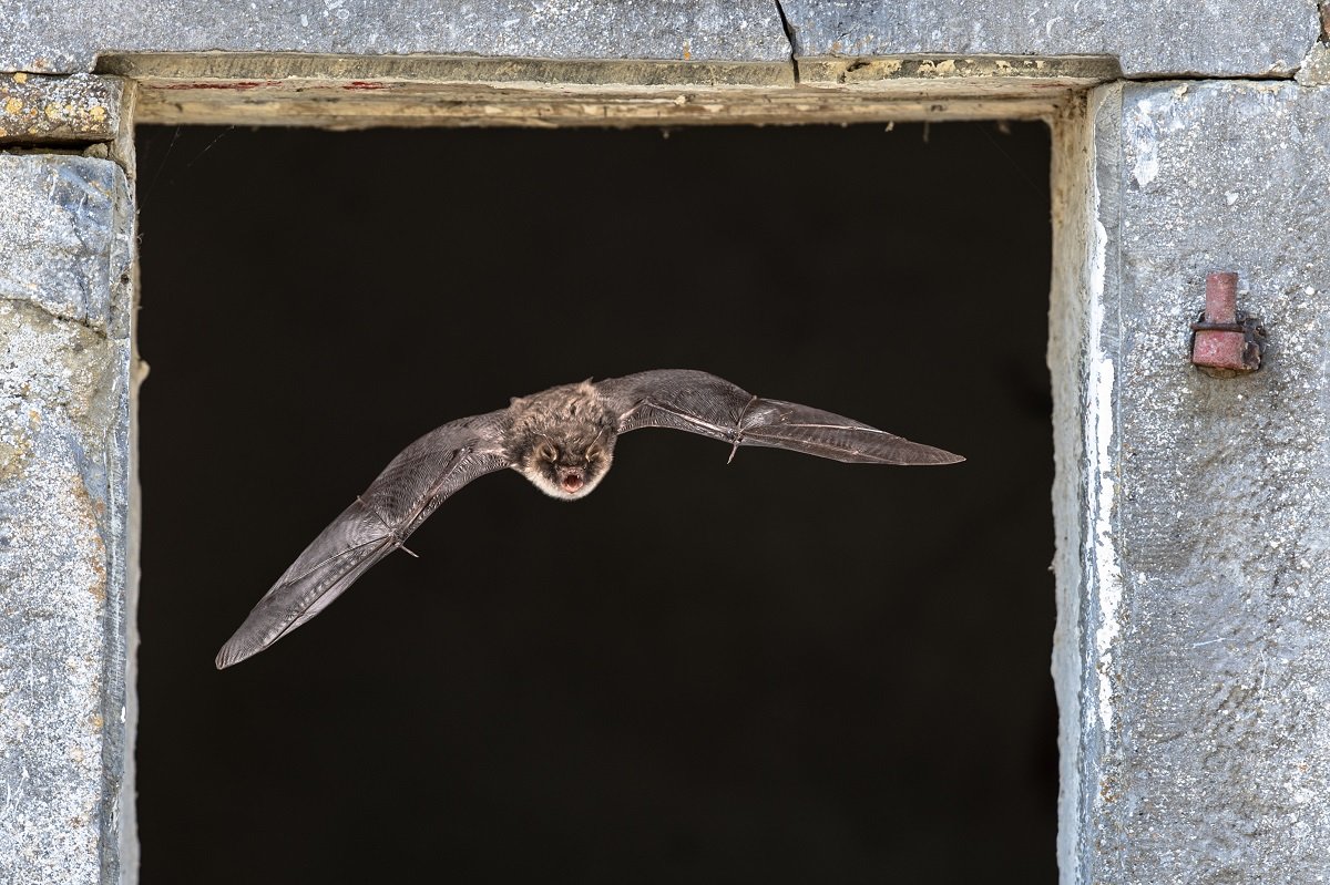 Get Rid of Bats From Your Home in Oshawa