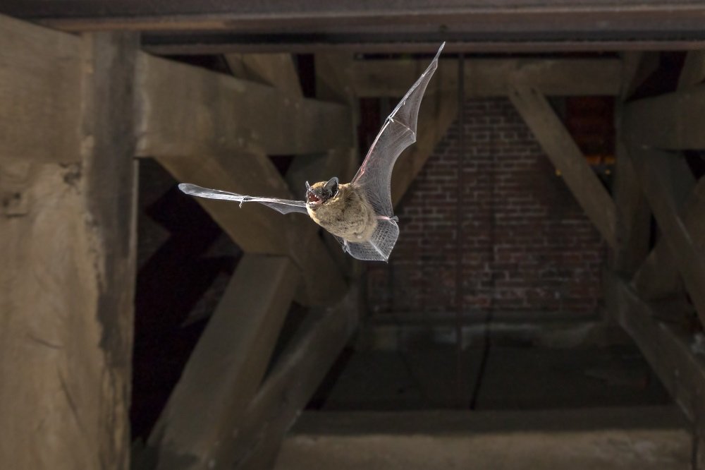 Get Rid of Bats From Your Home
