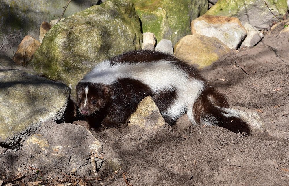 Skunks Exclusion Services