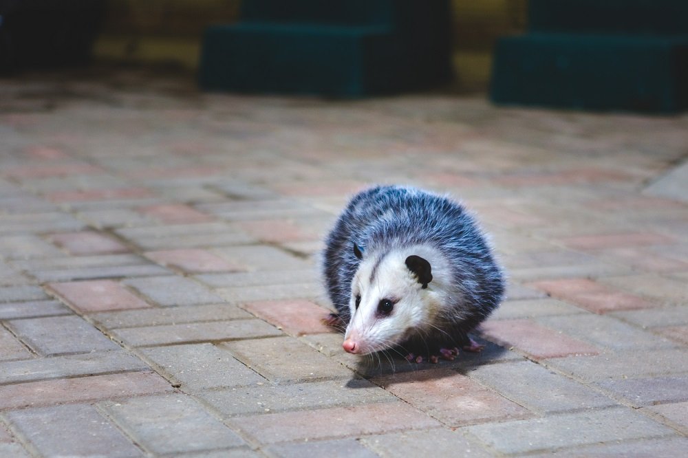 Get Rid of Possums From Your Home in Oshawa