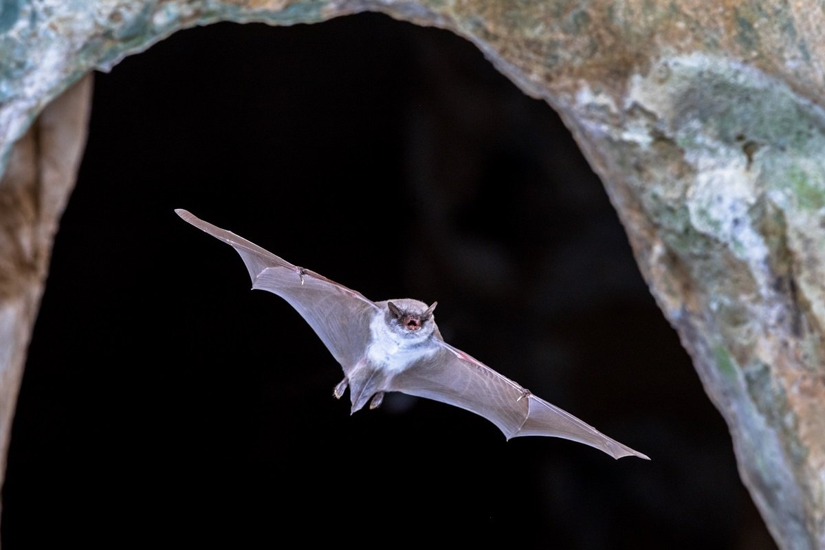 Bat Removal Services in Oakville