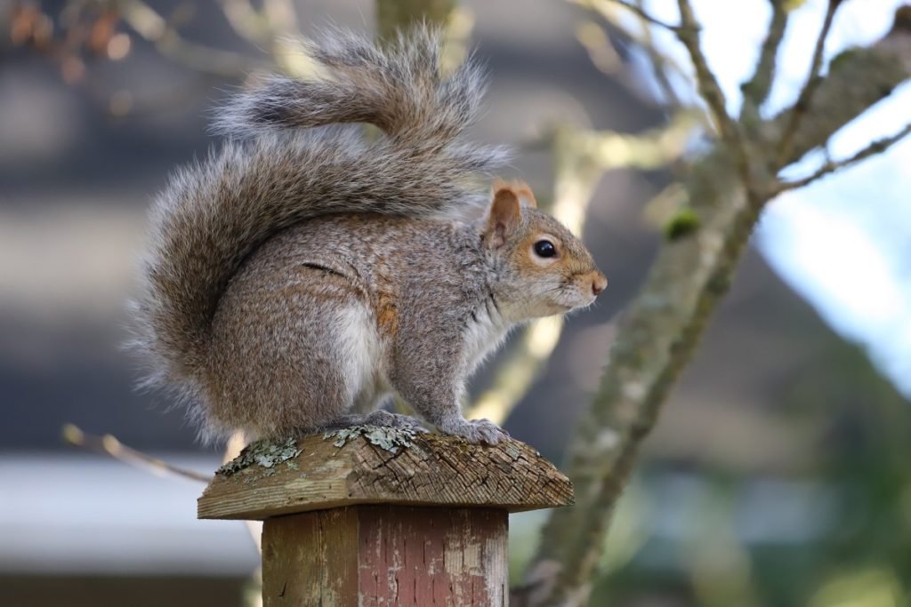 Brampton Squirrel Removal and Exclusion Services