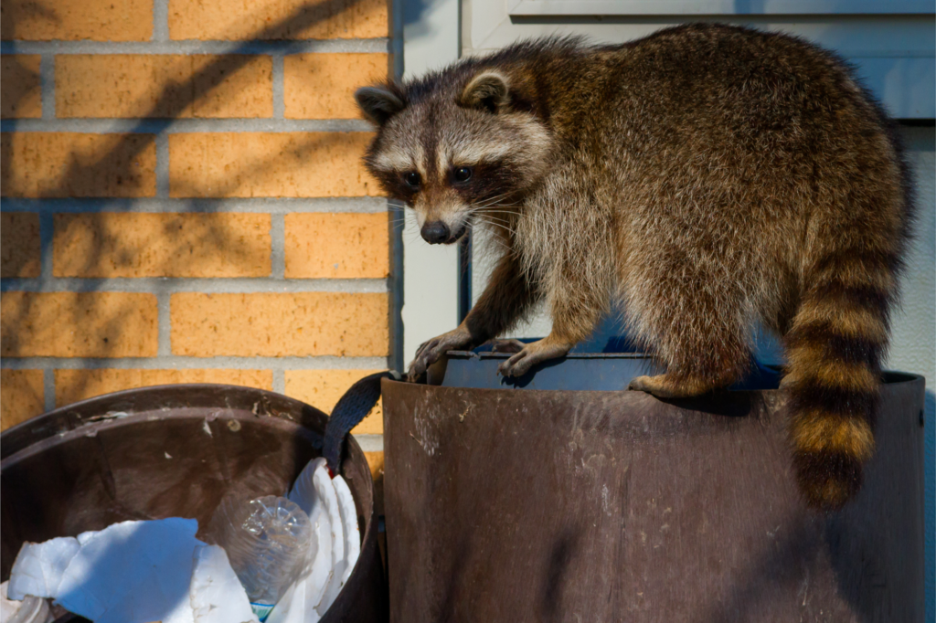 Professional Raccoon Exclusion Services -