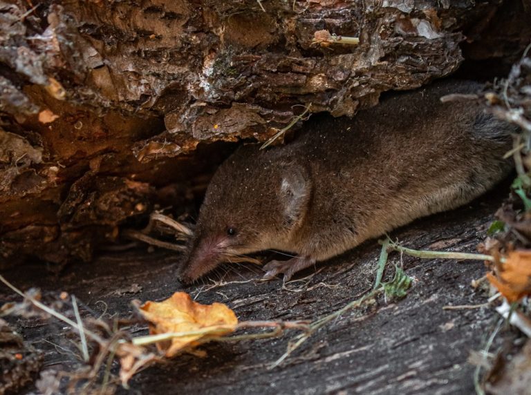 Effective Rodent Control in Toronto | Wildlife Pro