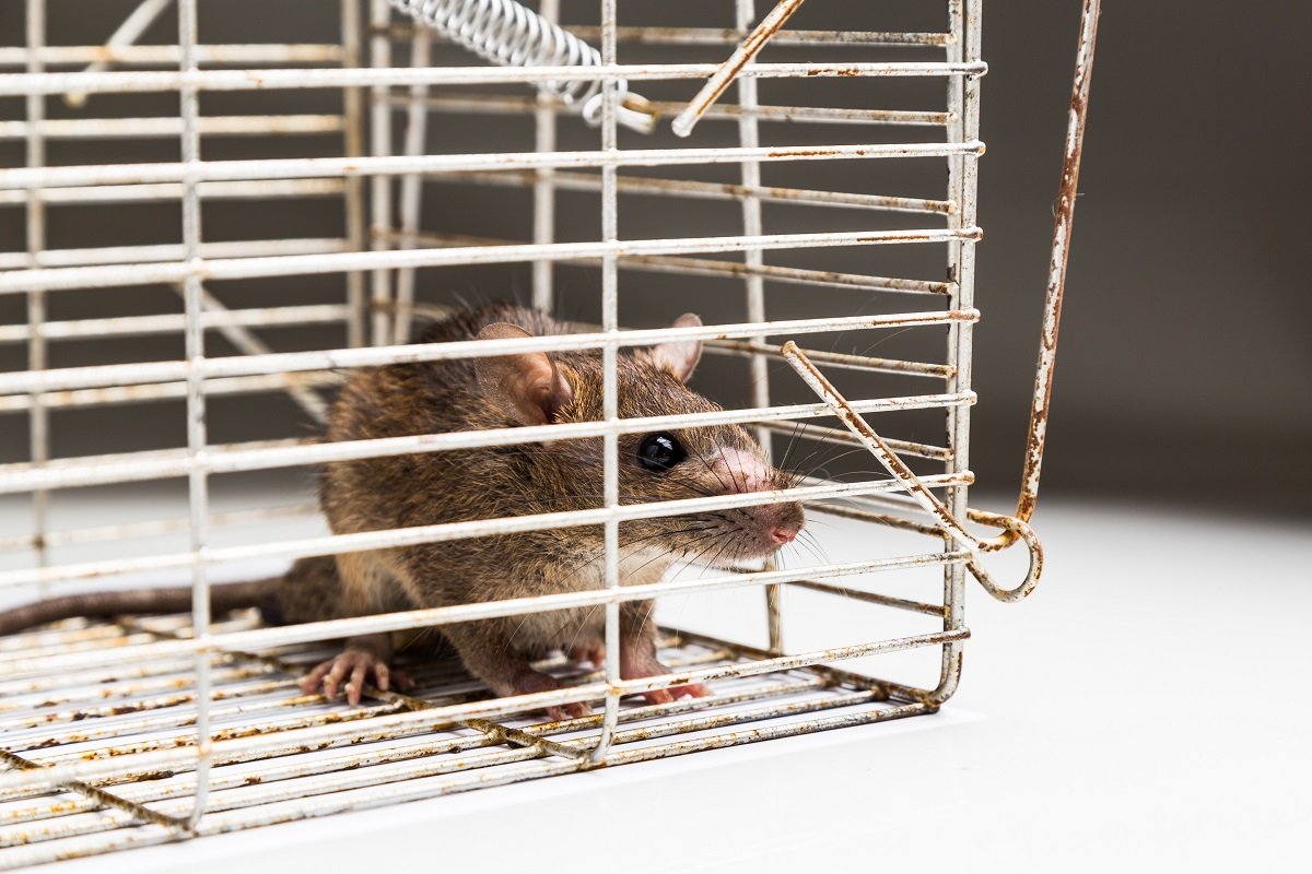Rodents and Rat Removal from Your Home in Hamilton