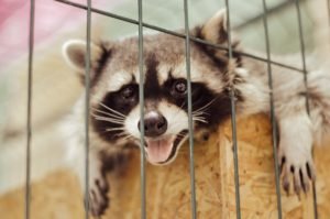 Top-Rated Wildlife Control and Exclusion Services in Burlington