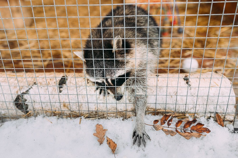 Raccoon Removal Services in Toronto