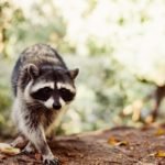Raccoon Removal in Toronto