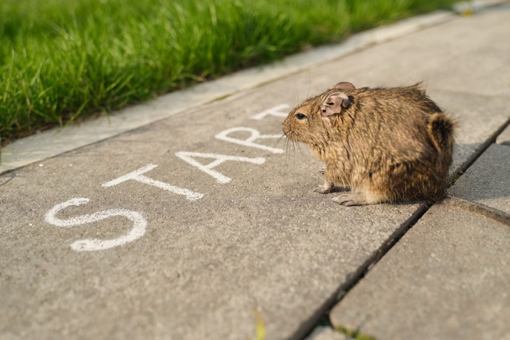 Rodent Removal Services in Toronto