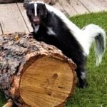 Skunk Control and Exclusion in Toronto