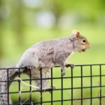 Squirrel Exclusion Services in Toronto