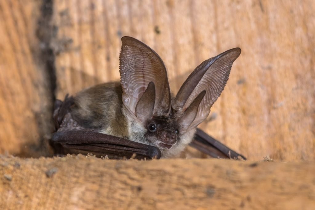 Bat Removal Services in Toronto