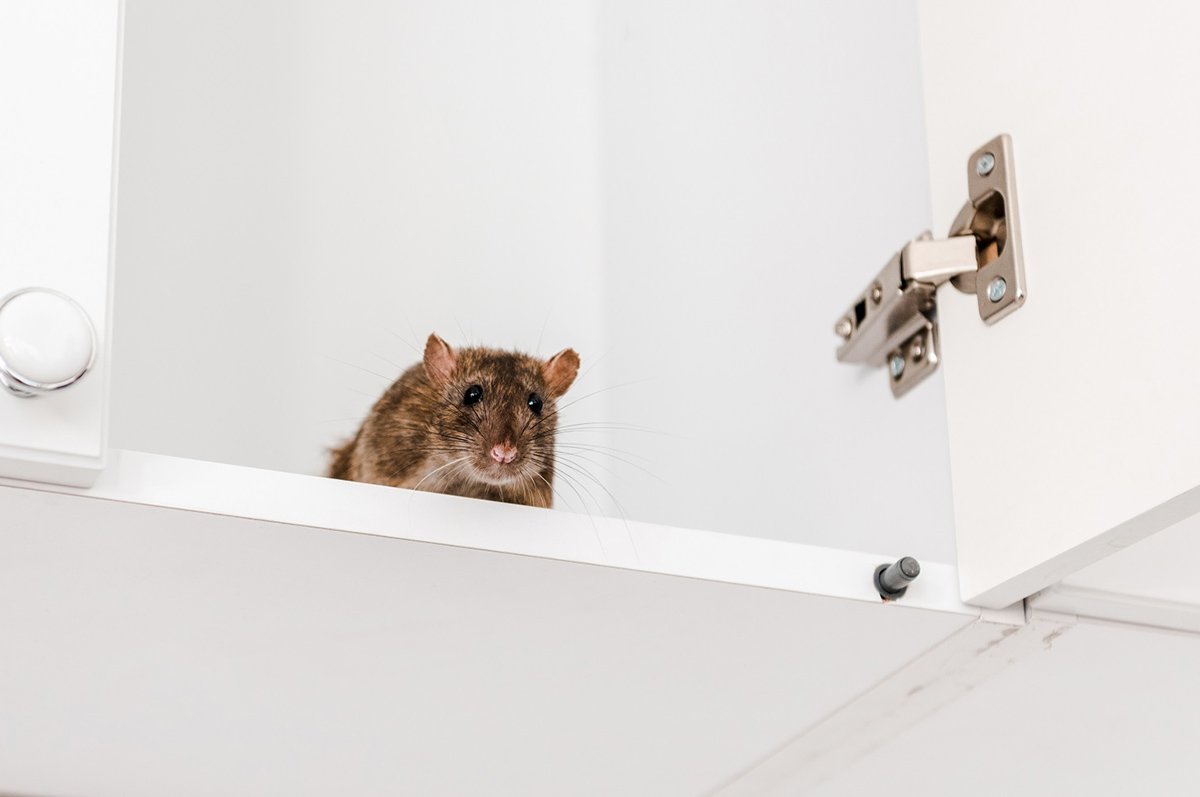 Rat exclusion services