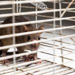 Wildlife Control and Removal Services in Toronto
