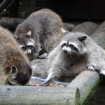 raccoon removal services