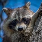 Raccoon Removal Toronto - Wildlife Pro -