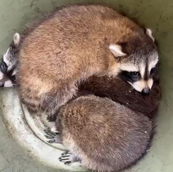 Wildlife Pro - Raccoon Removal Services