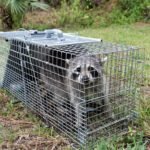 Raccoon Removal Experts