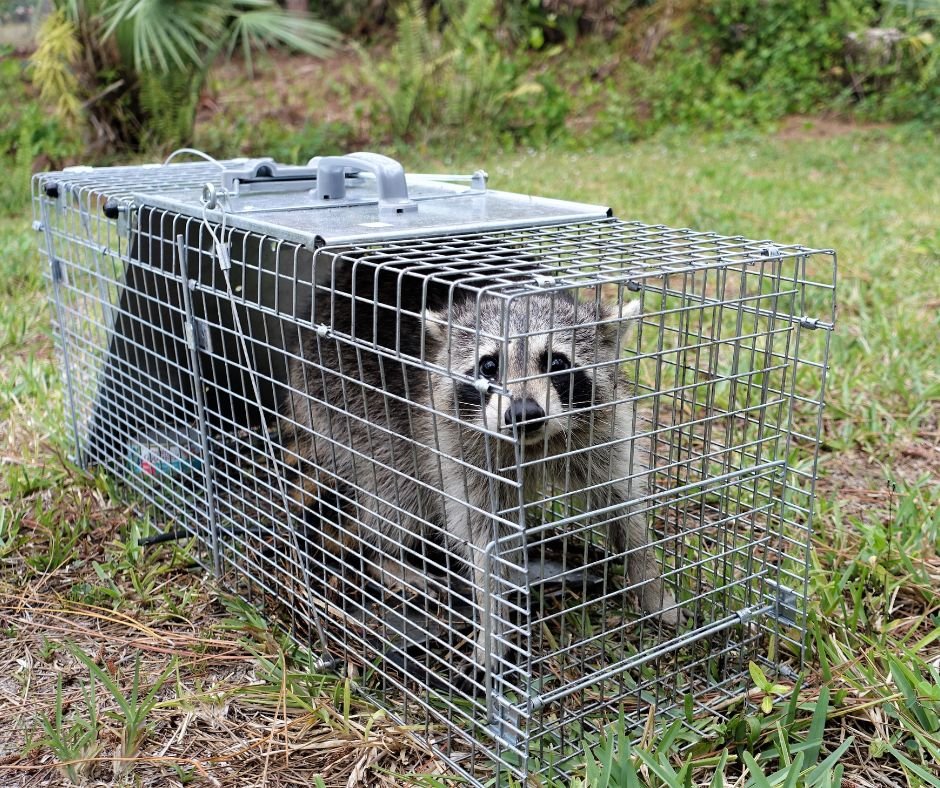 Raccoon Removal Experts