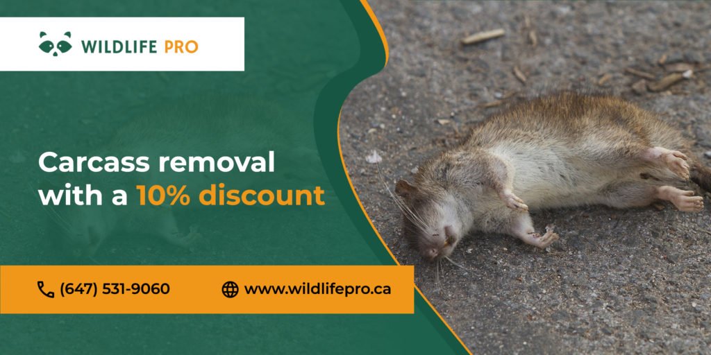 Carcass Removal Services