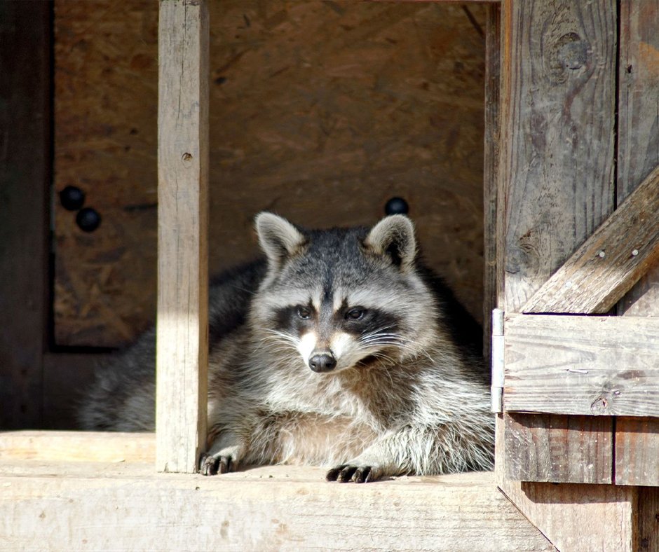 Professional Raccoon Removal Services - Wildlife Pro