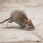 Wildlife Pro Rat Removal