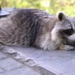Raccoon Prevention and Exclusion - Wildlife Pro