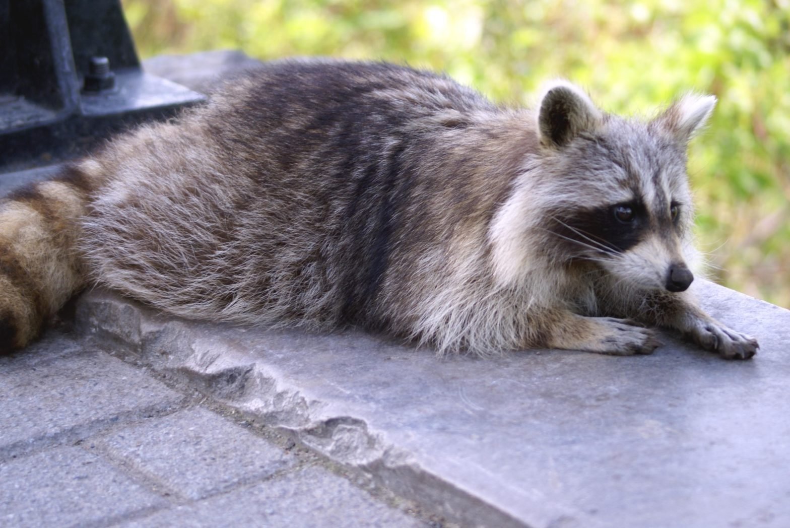 Raccoon Prevention and Exclusion - Wildlife Pro