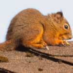Squirrel Exclusion - Wildlife Pro