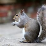 Squirrel Exclusion and Removal in Toronto