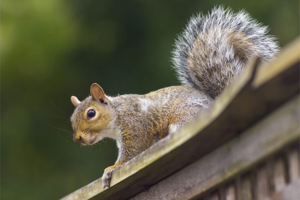 Squirrel Exclusion in Richmond Hill