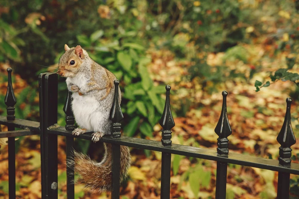 Squirrel Exclusion in Toronto