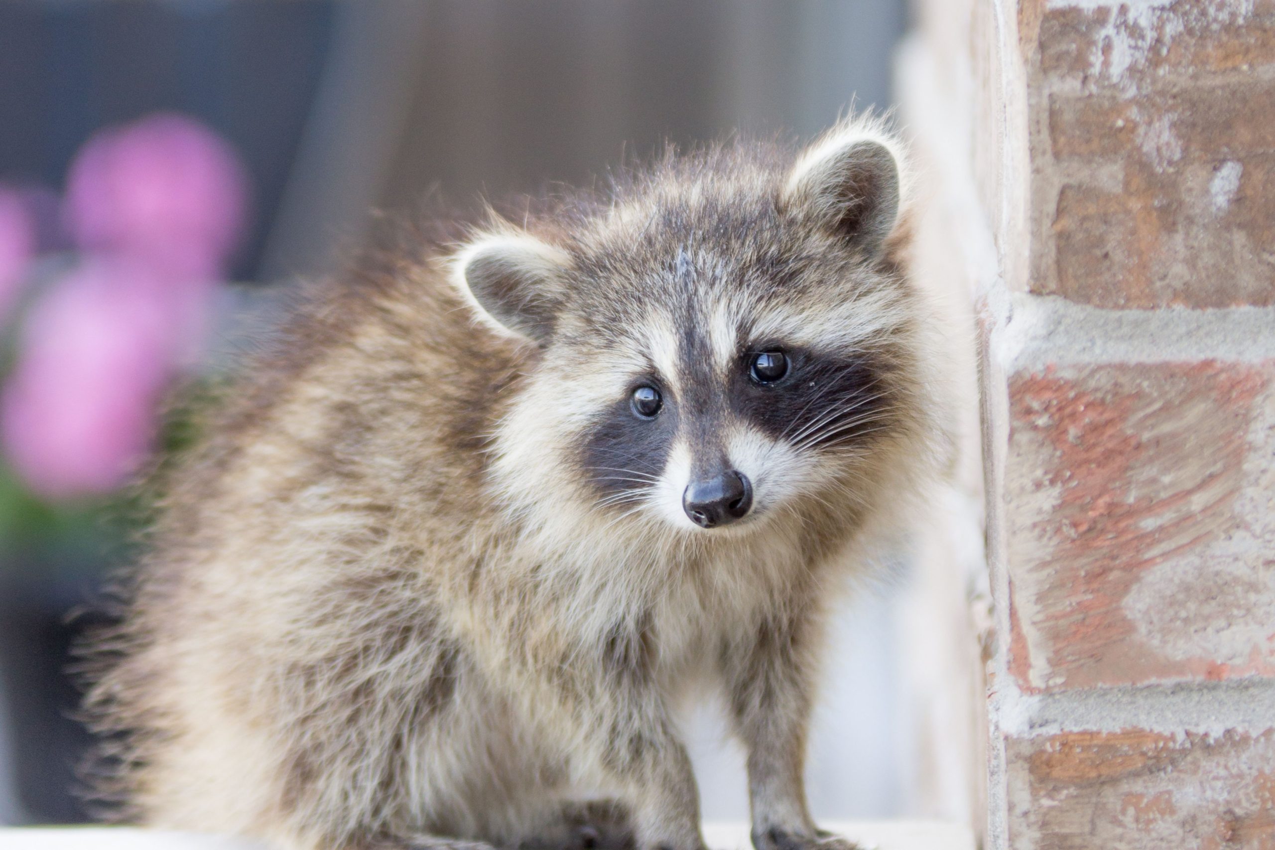 Anima Raccoon Animal Removal Services – Safe, Humane Wildlife Control