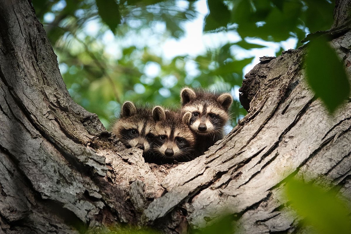 Identifying Signs of Juvenile Raccoons in Your Area