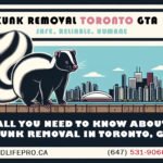 Humane Skunk Removal Toronto GTA