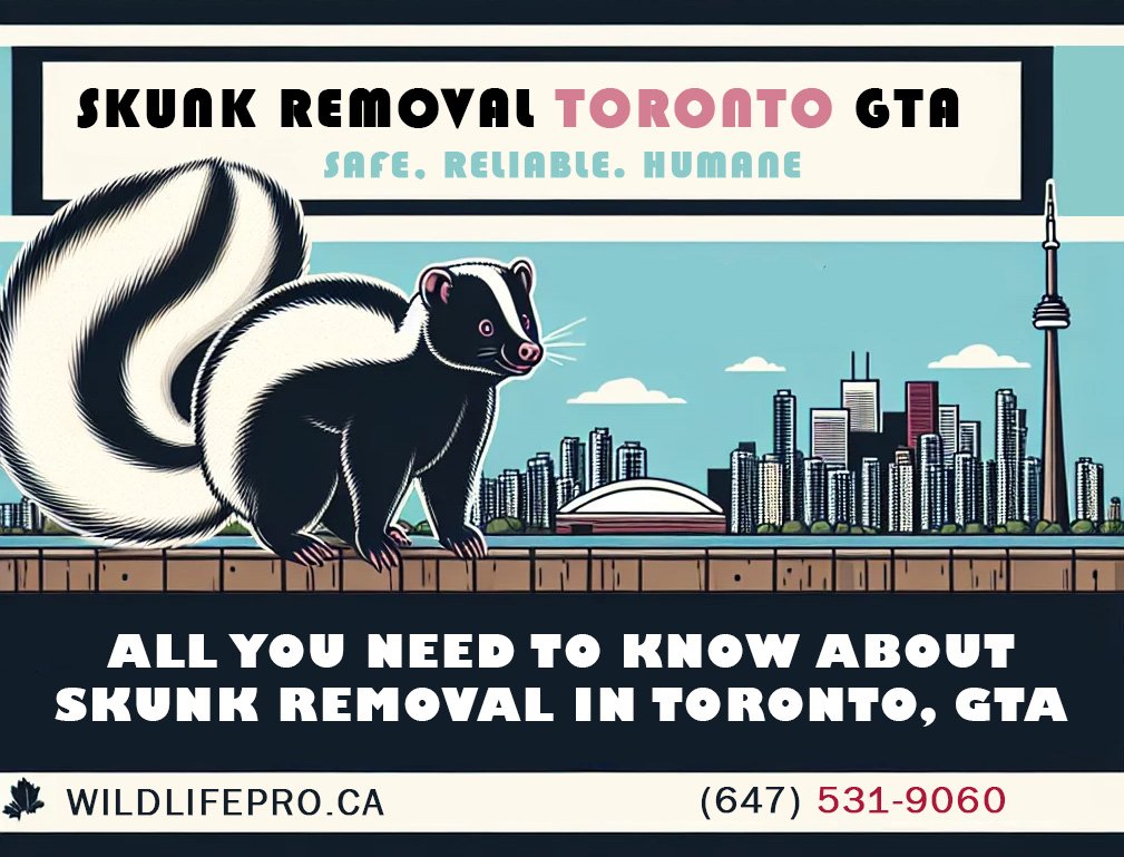 Humane Skunk Removal Toronto GTA
