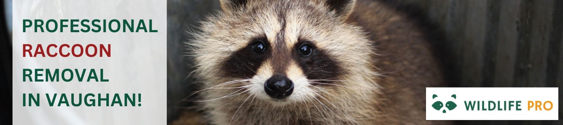 Professional Raccoon removal in Vaughan