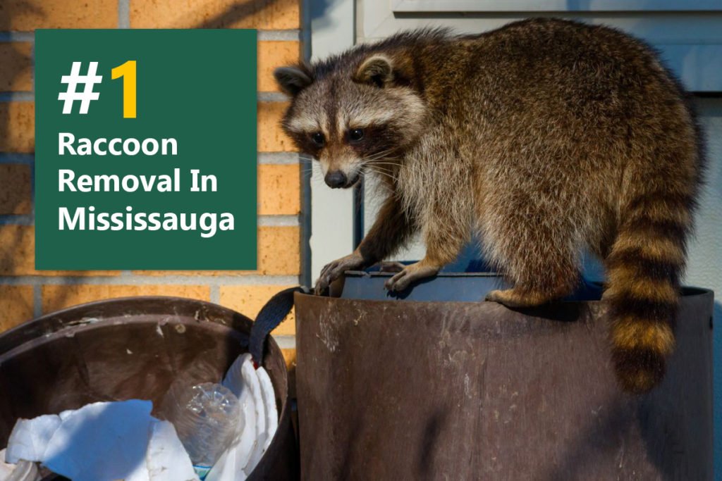 Racoon Removal in Mississauga