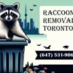 Raccoon Removal Services in Toronto: Safeguard Your Home
